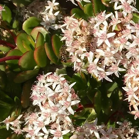 Casa Alessandra Casa vacanze Àrbatax